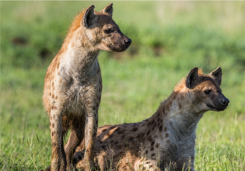 hyena-photo